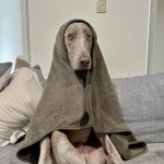 ブランケットを着こなす犬が話題（「ルピロア ワイマラナー」さん提供）