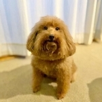 人気アイスのピノにそっくりなワンちゃんがTwitter上で話題になった（トイプードルの森くん提供）