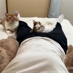 ニャンニャンパラダイス！（「猫は液体(みかんとじろうさんち)」さん提供）