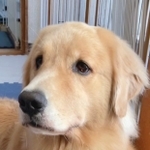 散歩をしたくなくて仮病を使う犬がTwitter上で話題（提供写真）