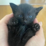 両手で包まれて丸くなった姿の子猫がTwitter上で話題（提供写真）