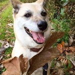 瞳がかわいい元保護犬・CoCoちゃん
