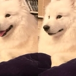 サモエドのソラン soran the samoyedさん（@samoedsoran）のTwitterより