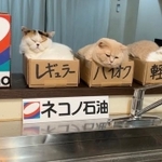 キッチンに登場した「ネコノ石油」の写真が話題（「猫は液体(みかんとじろうさんち)」さん）
