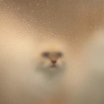 おこめちゃん（提供写真）