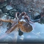 潮だまりに取り残されていたマダコ（ももいかさん提供）