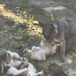 虐待以外にも野生動物に襲われたりと、特に野良の子猫たちが生きていくのは過酷･･･※事件とは関係のない場所です（れんげさん提供）