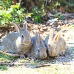 ３匹が密集する子ウサギ。えさを食べています。