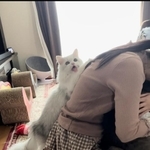 先輩猫にママさんを取られてやきもちを焼く子猫がTwitter上で話題に（ネコランドさん提供）