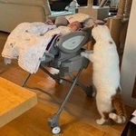 気持ち良さそうだにゃあ～、僕も入りたいな＝犬猫福寿/犬猫の食事のお悩みDMにてお答えしますさん（@inunekohukuju）提供