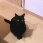 参上ニャ！（画像提供：黒猫のこねろくさん）