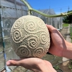 ワンピースに登場する悪魔の実「ゴムゴムの実」を模して作ったメロン。まさか高校生が作っていたなんて…（いずれも提供写真）