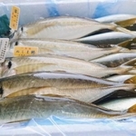 淡路島・沼島で獲れる「ぬしま鰺」