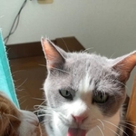 おやつの時間に真っ赤な四角い舌を披露する元保護猫が話題に（提供写真）