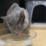 見たことあります？手を使って水を飲む猫ちゃん（吉田輝和さん提供）