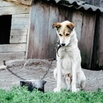 犬を救助して保護したいと思っても…できることは限られているようです　※画像はイメージです（Solomiia/stock.adobe.com）