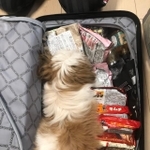 ラーメンと共にスーツケースに入る犬＝ぽたさん（@nejiringbow）提供