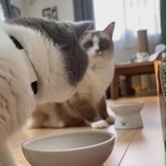 奥の猫「こっちのエサも食べていいニャ」手前の猫「！」＝コテツとまるさん（@mofu_kote）のTwitterより