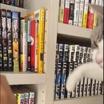 漫画を取ろうとすると…＝くろまめ&とうふ&もやし@猫姉弟さん（@kuromame_touhu）のTwitterより