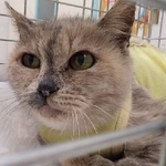 満身創痍（そうい）だったが、少しずつ回復している（「アニマルレスキューたんぽぽ」さん提供）