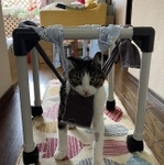 お手製の歩行器でリハビリを頑張るとも君（提供画像）