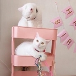 ぽむぽわ★カレンダー発売中★さん（@pom_powa_nyan）のTwitterより