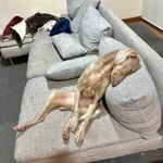 待ちくたびれてソファにもたれかかる人間のような寝姿の犬が話題（「ルピロア ワイマラナー」さん提供）
