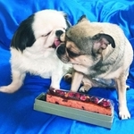 わかりやすいほどのラブラブぶりを見せるトントン（左／オス・6歳）とメイちゃん（右／メス・5歳）