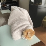 あったかくて気持ちいいにゃ～＝ネコランドさん（@NEKOLAND13）提供