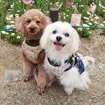 繁殖引退犬の元保護犬・まるちゃん（左）と、同じく保護犬で妹分のりさちゃん