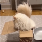 この小さな箱に入っていくのかと思いきや…猫はみんな液体じゃないのね＝ぽてこゆこめ+うなさん（@potechi_nikki）のTwitterより