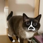 美脚です！（画像提供：とろろ(タヌ)とみたらしとぴーさん）