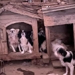 神奈川県・県央地区の民家で犬猫が増えすぎて、飼い主が適切に飼育できなくなる「多頭飼育崩壊」が発覚。犬猫150匹を超える（たんぽぽの里さん提供）