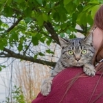 散歩中に猫が脱走するケースがある（あんみつ姫/adobe.stock.com）