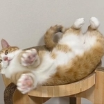 タワー型の爪研ぎの上で“開花”する猫の動画が話題（「クウとカイ」さん提供、Twitterよりキャプチャ撮影）