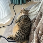 伸び～の前はこんな寝姿＝もなさん（@monamofumofu）提供