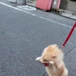 いざ！（画像提供：青目のポメラニアン　あおちゃんさん）