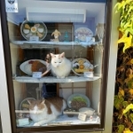 いつものポジション＝そば処大むら　ペタコンちゃんねるさん（@oomurapetakon）提供