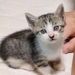 保護当日のロジャーくん。透谷さんの婚約者にベッタリです。保護「当日」なのに