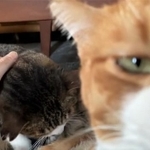 飼い主のところに甘えにきた猫2匹の動画がTwitter上で話題に（コンドリア水戸さん提供、Twitterよりキャプチャ撮影）