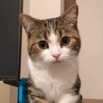 パソコン開いちゃダメ＝しずわらひなたさん（@shizuwarahinata）のTwitterより