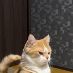 「はよ、ご飯出せや！」＝虎太郎(1歳)さん（@kotaro_0315）提供