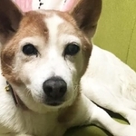 夫婦は「ハナちゃんにのびのび過ごして欲しい」と接しました