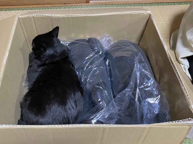 神戸新聞next 連載 特集 話題 ぬいぐるみになりたかった猫 なぜ 段ボール箱に体をねじこむ姿に 可愛さ倍増 もう たまりません