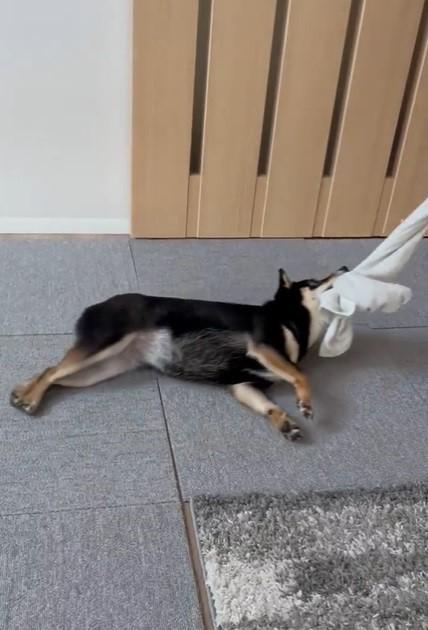 今日も元気です 柴犬が引きずられる姿に爆笑 モップですか 可愛いけどシュール 神戸新聞next 連載 特集 話題