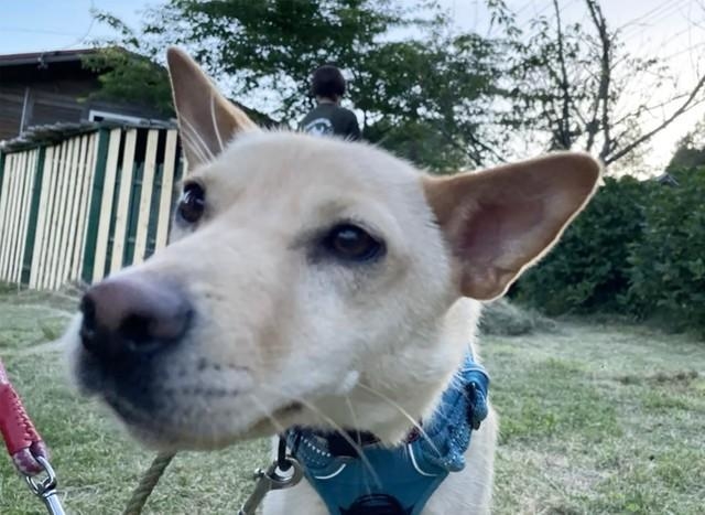 犬より人間大好き スパイダーマンのような保護犬 高さ2メートルの金網をよじ登り 構って アピール 神戸新聞next 連載 特集 話題