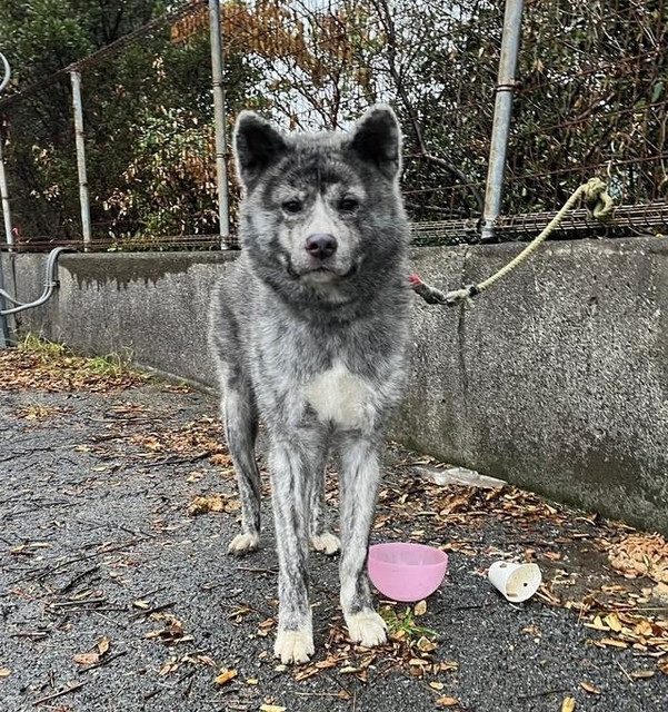 名月さんが発見したときのとら丸くん。短いリードがフェンスに繋がれています（画像提供：名月さん）