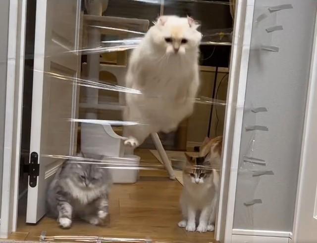 ぽてこゆこめ+うなさん（@potechi_nikki）のTwitterより