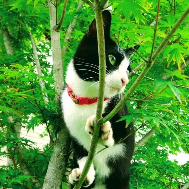 木登りが上手なめそちゃんは、ツルツルした紅葉の木にも登れます