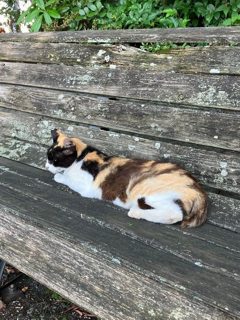 三毛猫様♡ありがとうございます♡ 三毛猫様♡ありがとうございます♡ （ゆるかわ三毛猫の
